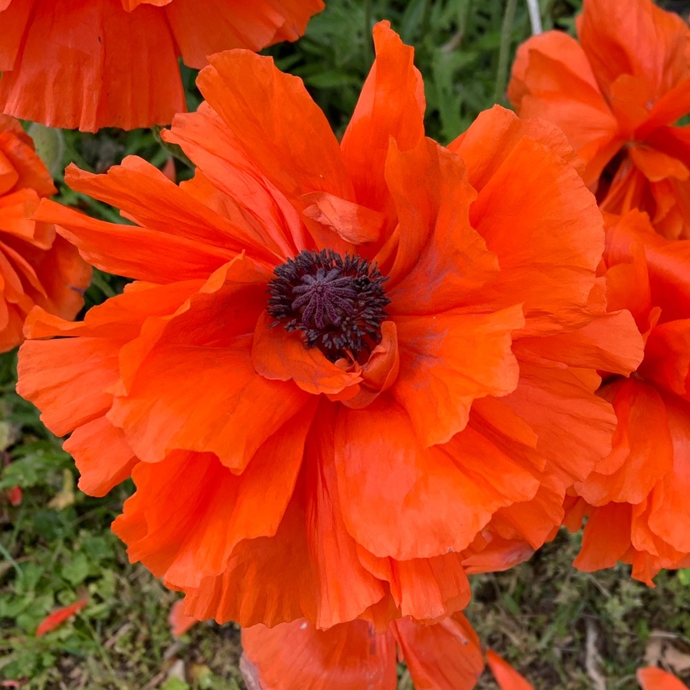 Meet your Posher, Kayla